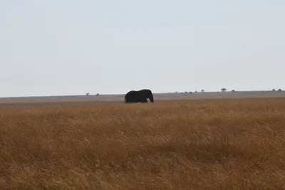 DSC_3916 (Large).JPG